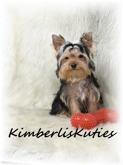 TRADITIONAL Yorkshire Terrier ~ Male, Spence (Pocket Baby)