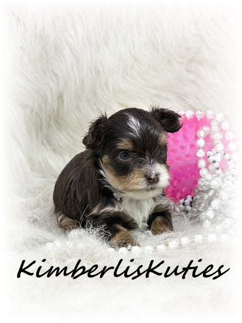YORKIE POO (Yorkshire Terrier/Toy Poodle) Female, Little Montana