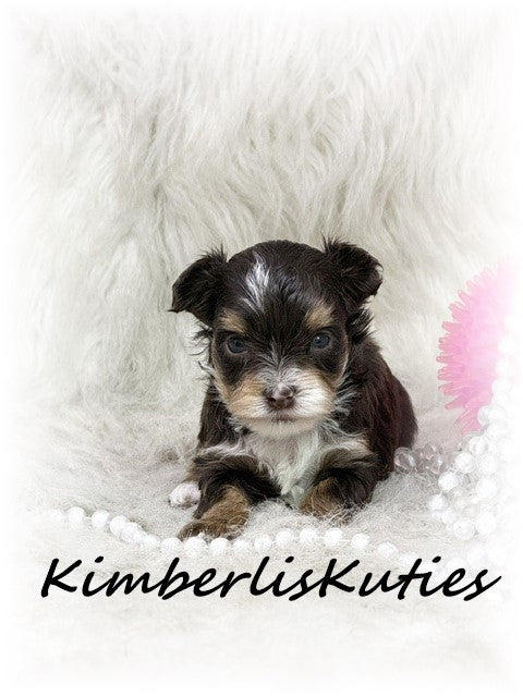 YORKIE POO (Yorkshire Terrier/Toy Poodle) Female, Little Montana
