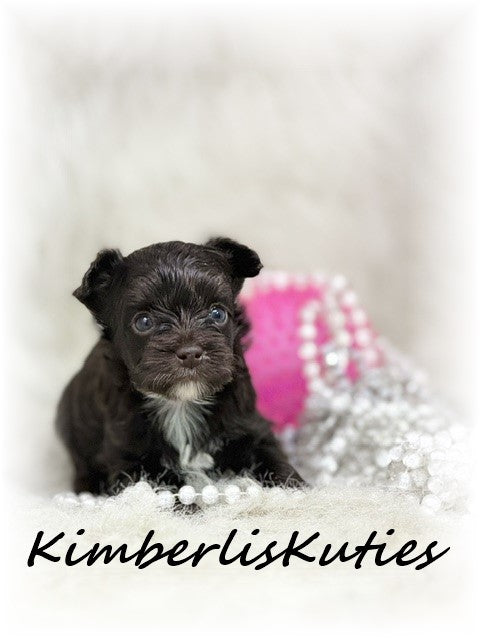 YORKIE POO (Yorkshire Terrier/Toy Poodle) Female, Little Mesa