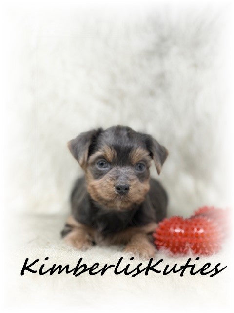 MORKIE (Maltese/ Yorkshire Terrier) Male, Alec