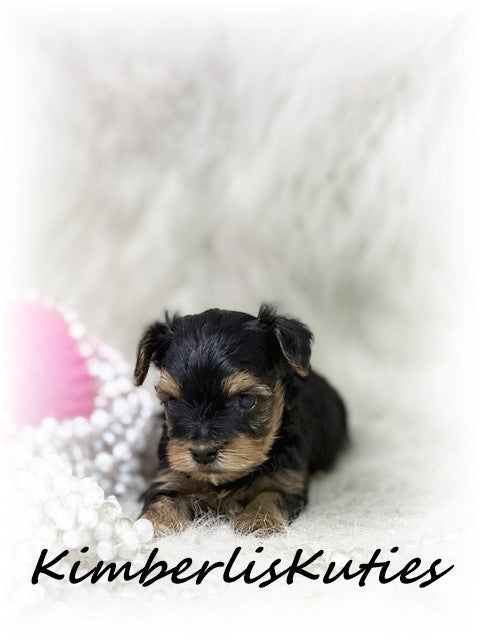 YORKIE POO (Yorkshire Terrier/Toy Poodle) Female, Little Mia