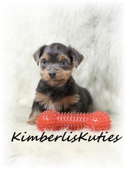 MORKIE (Maltese/ Yorkshire Terrier) Male, Alec