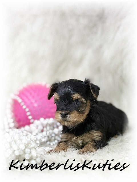 YORKIE POO (Yorkshire Terrier/Toy Poodle) Female, Little Mia