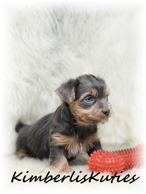 MORKIE (Maltese/ Yorkshire Terrier) Male, Alec