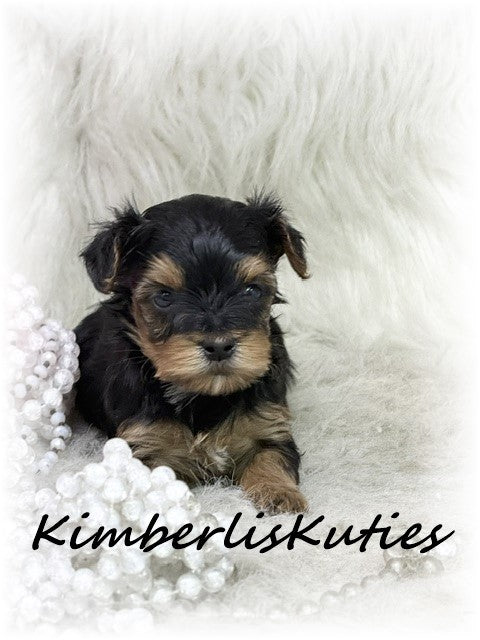YORKIE POO (Yorkshire Terrier/Toy Poodle) Female, Little Mia