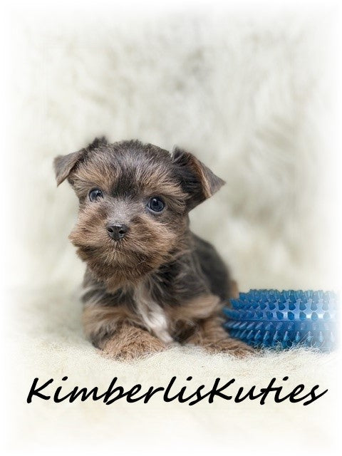 MORKIE (Maltese/ Yorkshire Terrier) Male, Axel