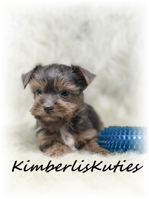 MORKIE (Maltese/ Yorkshire Terrier) Male, Axel