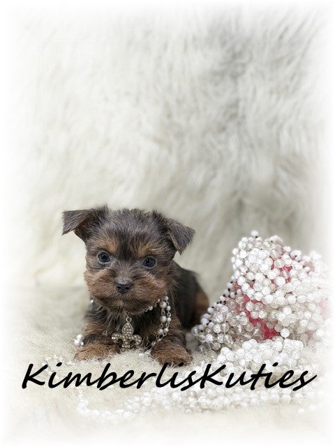 MORKIE (Maltese/ Yorkshire Terrier) Female, Ava