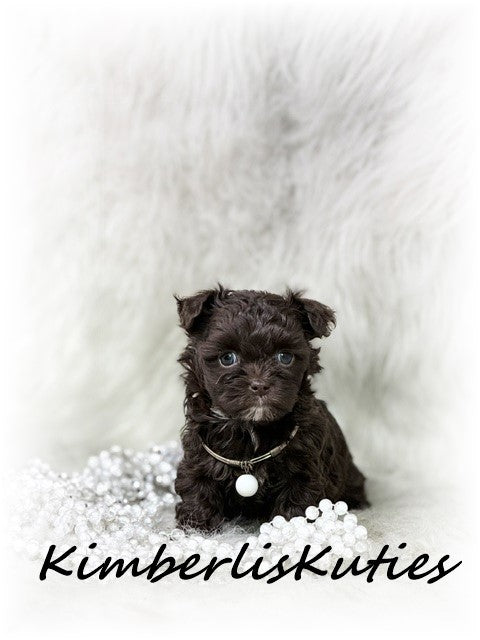 MALTI-POO (Maltese/Toy Poodle) Teagan
