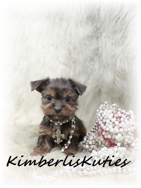 MORKIE (Maltese/ Yorkshire Terrier) Female, Ava