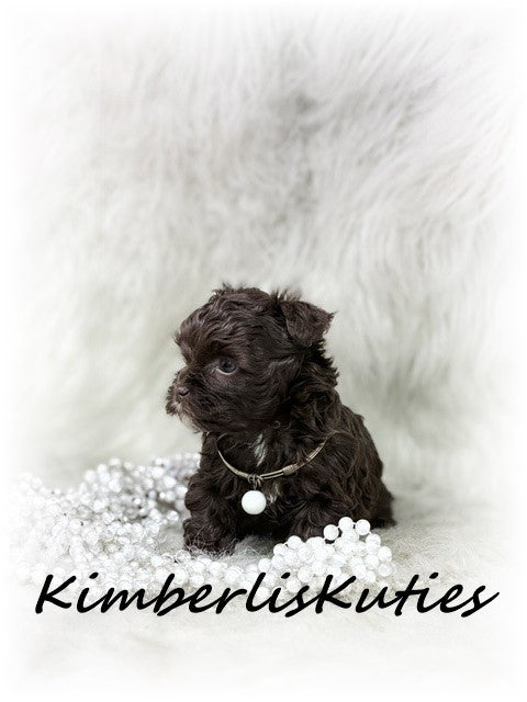 MALTI-POO (Maltese/Toy Poodle) Teagan