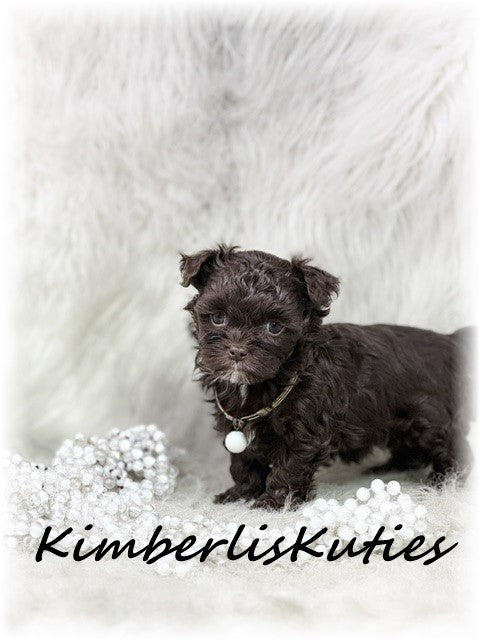 MALTI-POO (Maltese/Toy Poodle) Teagan