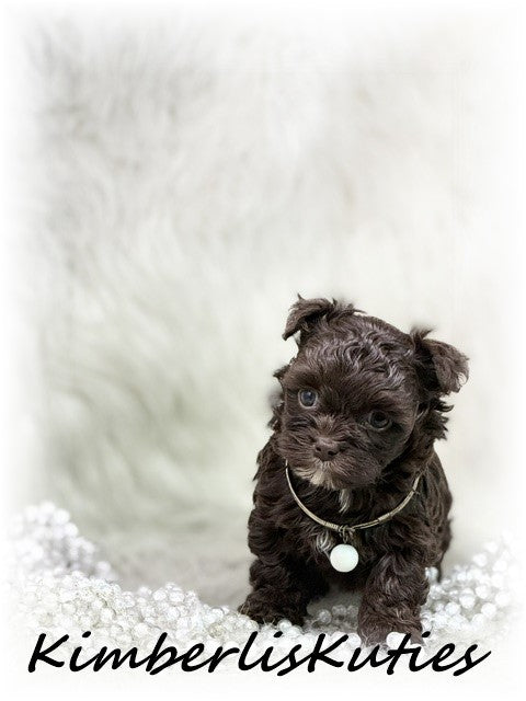 MALTI-POO (Maltese/Toy Poodle) Teagan
