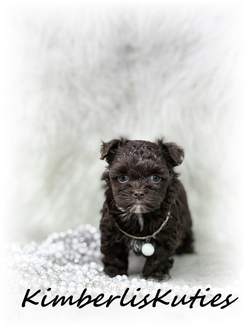 MALTI-POO (Maltese/Toy Poodle) Teagan