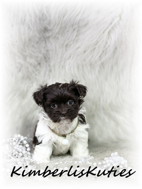 MALTI-POO (Maltese/Toy Poodle) Tessa