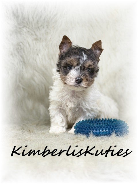 BLUE Parti Yorkshire Terrier ~ Male, Dagger