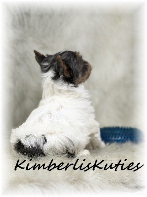 BLUE Parti Yorkshire Terrier ~ Male, Dagger