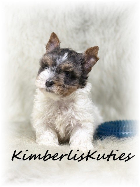 BLUE Parti Yorkshire Terrier ~ Male, Dagger