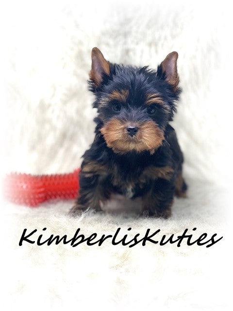 Traditional Yorkshire Terrier ~ Male, Beau