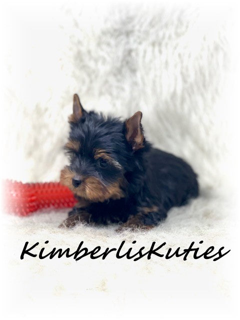 Traditional Yorkshire Terrier ~ Male, Beau