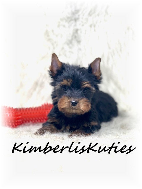 Traditional Yorkshire Terrier ~ Male, Beau