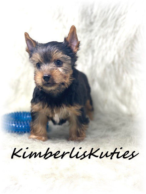 Traditional Yorkshire Terrier ~ Male, Buster