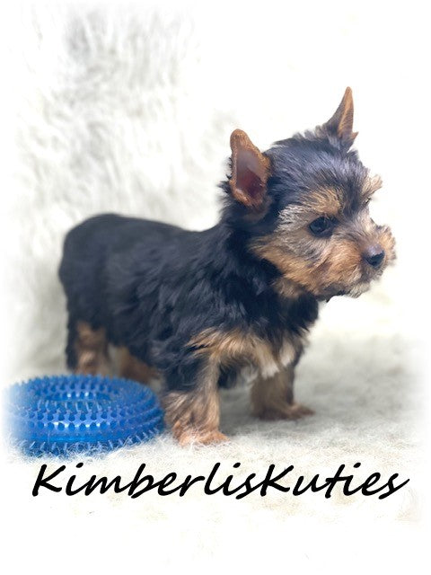 Traditional Yorkshire Terrier ~ Male, Buster