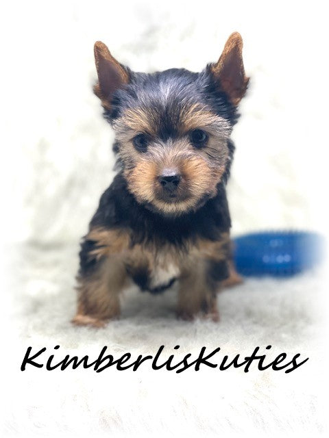 Traditional Yorkshire Terrier ~ Male, Buster