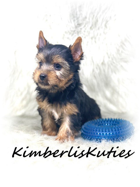 Traditional Yorkshire Terrier ~ Male, Buster