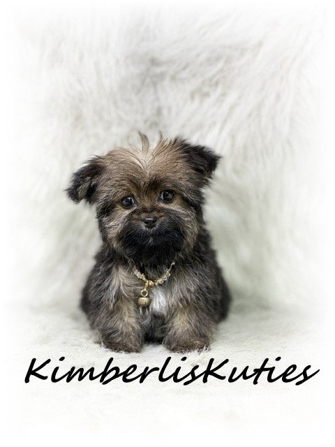 YORKIE POO (Yorkshire Terrier/Toy Poodle) Female, Tiny Blair