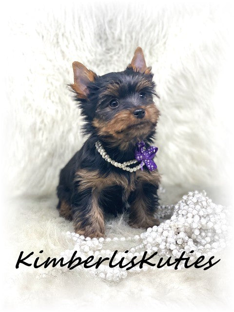 TRADITIONAL Yorkshire Terrier ~ Female, Khloe