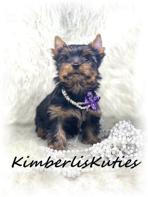 TRADITIONAL Yorkshire Terrier ~ Female, Khloe