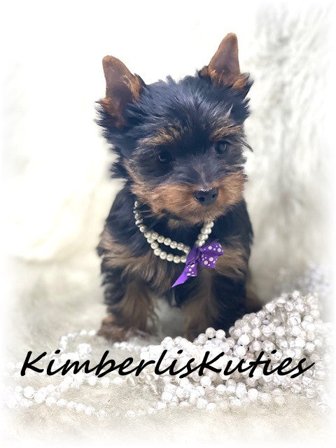 TRADITIONAL Yorkshire Terrier ~ Female, Khloe