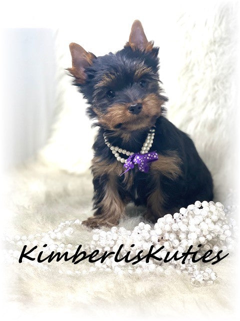 TRADITIONAL Yorkshire Terrier ~ Female, Khloe