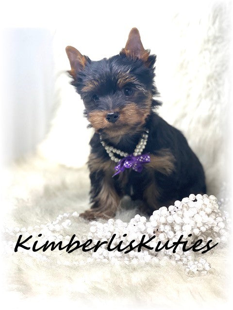 TRADITIONAL Yorkshire Terrier ~ Female, Khloe