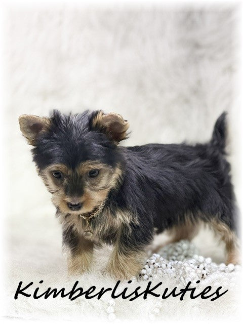 TRADITIONAL Yorkshire Terrier ~ Female, Khloe