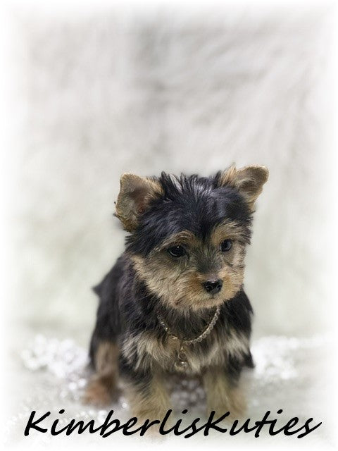 TRADITIONAL Yorkshire Terrier ~ Female, Khloe