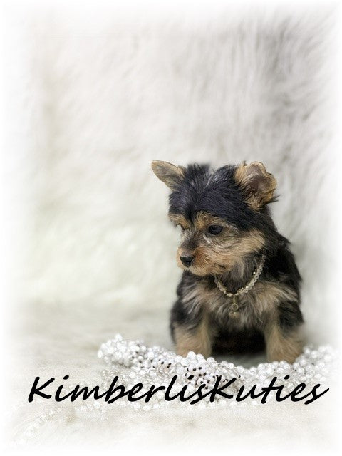 TRADITIONAL Yorkshire Terrier ~ Female, Khloe