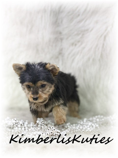 TRADITIONAL Yorkshire Terrier ~ Female, Khloe