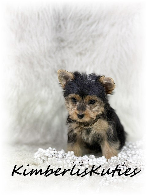 TRADITIONAL Yorkshire Terrier ~ Female, Khloe