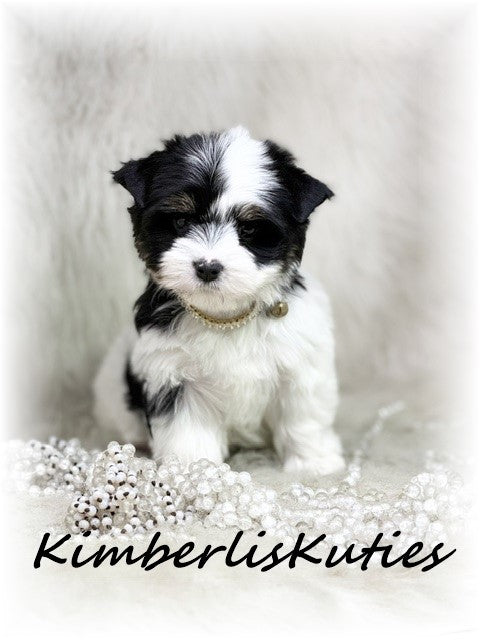 PARTI Yorkshire Terrier ~ Female, Sage