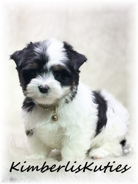 PARTI Yorkshire Terrier ~ Female, Sage