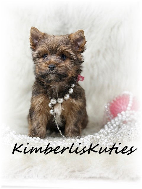 SABLE/GOLDEN Yorkshire Terrier ~ Female, Sky