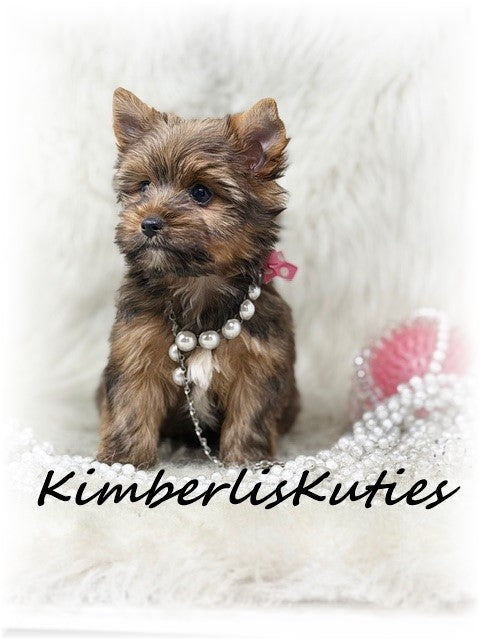 SABLE/GOLDEN Yorkshire Terrier ~ Female, Sky