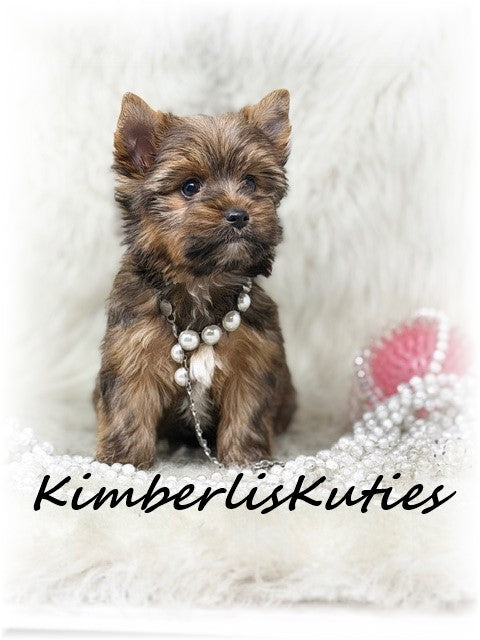 SABLE/GOLDEN Yorkshire Terrier ~ Female, Sky