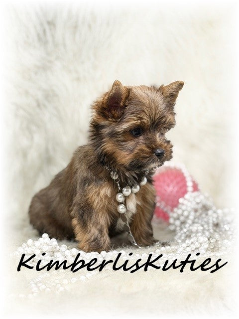 SABLE/GOLDEN Yorkshire Terrier ~ Female, Sky