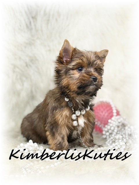 SABLE/GOLDEN Yorkshire Terrier ~ Female, Sky