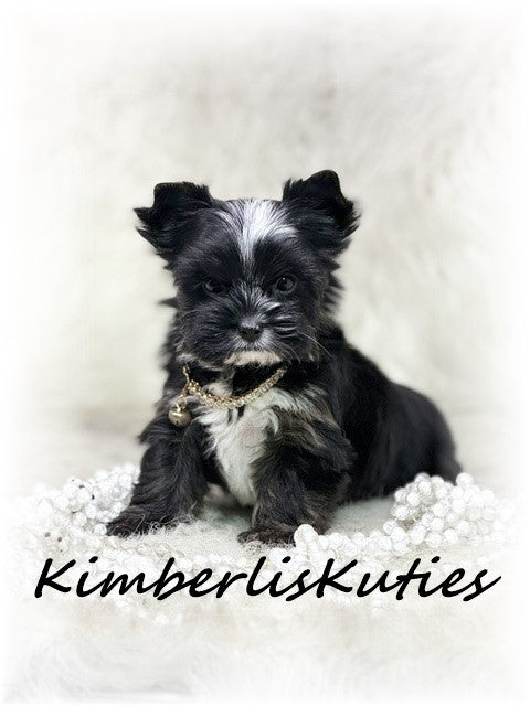 Non-Fading (KB) Yorkshire Terrier ~ Female, Montana