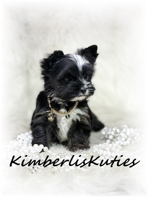 Non-Fading (KB) Yorkshire Terrier ~ Female, Montana